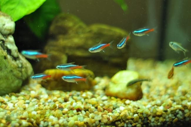 Neon tetras in the aquarium.