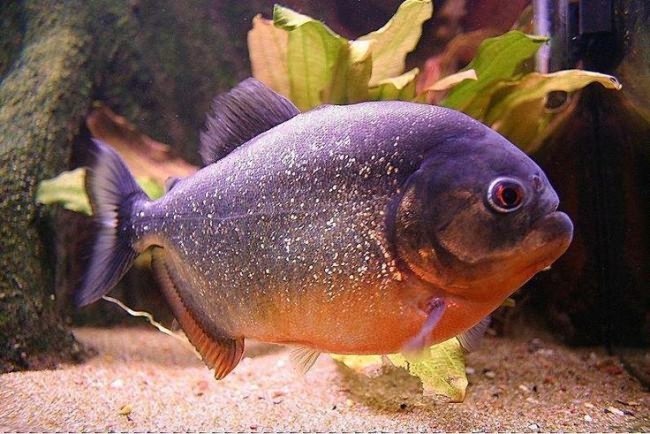 Red bellied piranha.