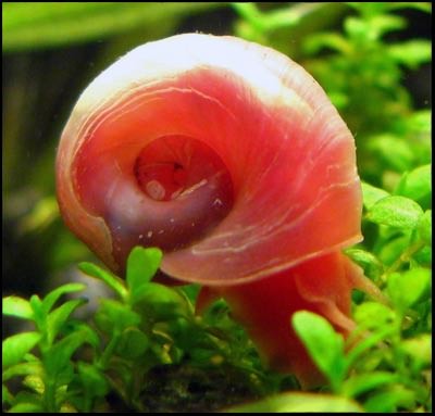 red-ramshorn-s444