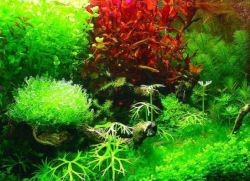 Искусственные растения для аквариума