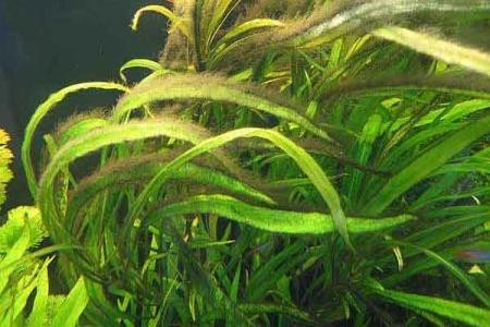 водоросли черная борода в аквариуме