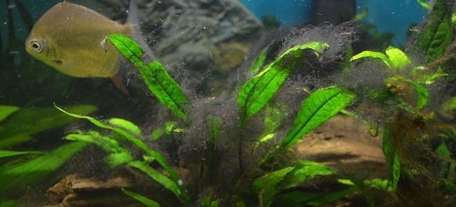 Как избавиться от водорослей в аквариуме