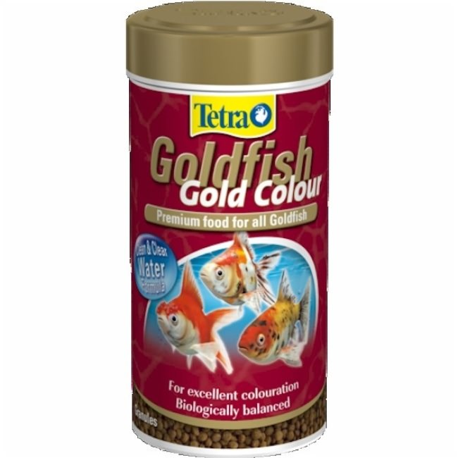 Tetra Goldfish Gold Colour.