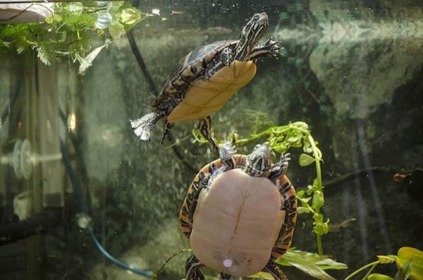 что едят водяные черепахи в домашних условиях