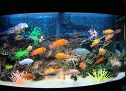 Как менять воду в аквариуме с рыбками
