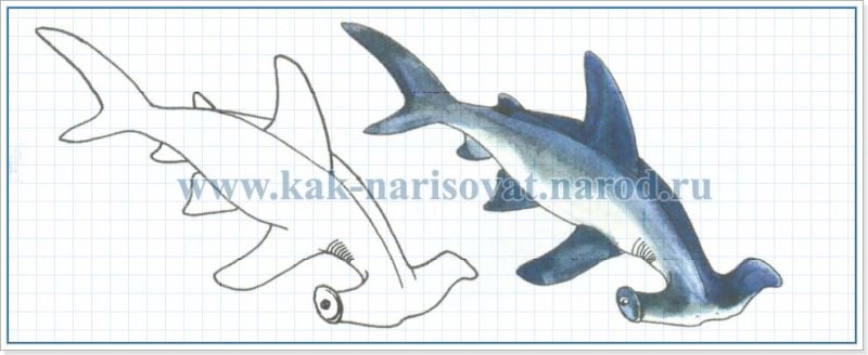 Как рисовать акулу