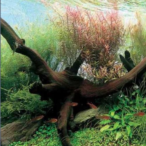 Как очистить аквариум от зеленых водорослей на стеклах