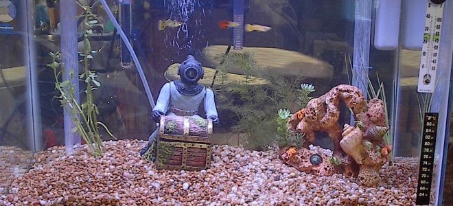Температура воды в аквариуме для рыбок
