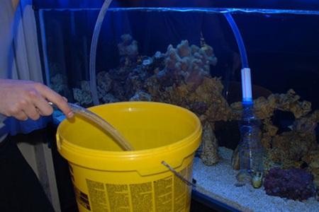 чистка дна аквариума с помощью сифона