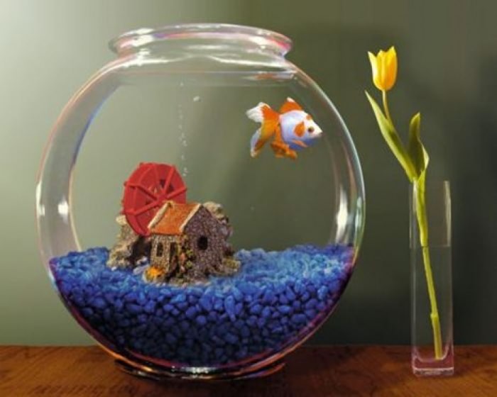 маленький аквариум