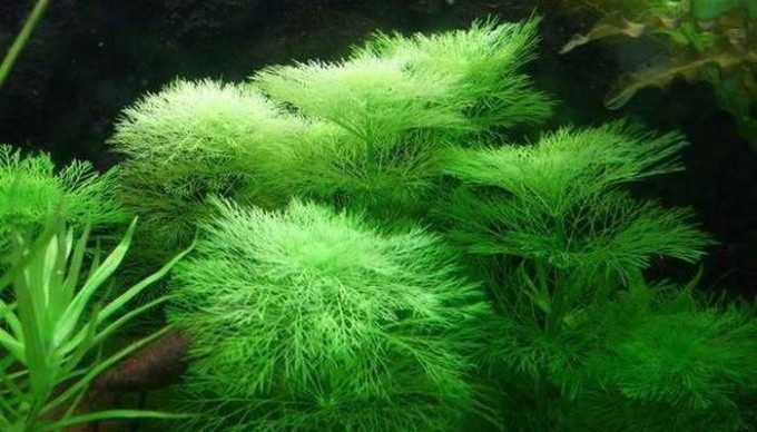 как посадить водоросли в аквариуме