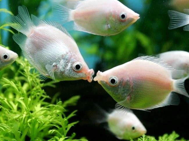 рыбы целуются