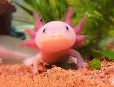 Axolotl_Timoth