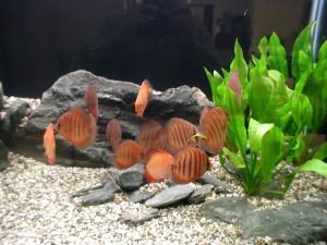 видовой аквариум