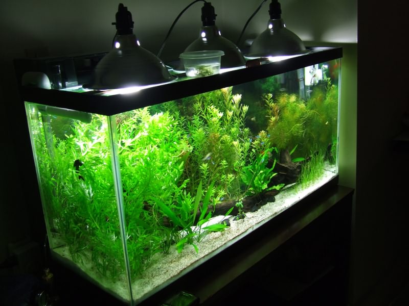  Освещение аквариума с растениями.