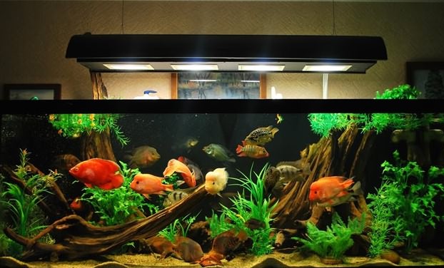 Как выбрать лампу для домашнего аквариума