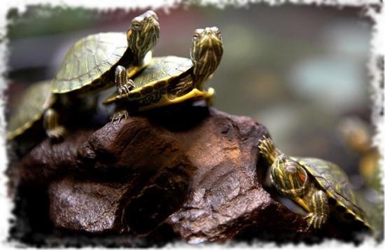 красноухие черепахи красиво