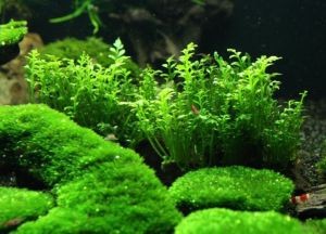 водоросли в аквариуме3