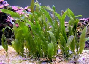 водоросли в аквариуме8
