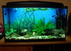 Фильтры для аквариума: какой лучше