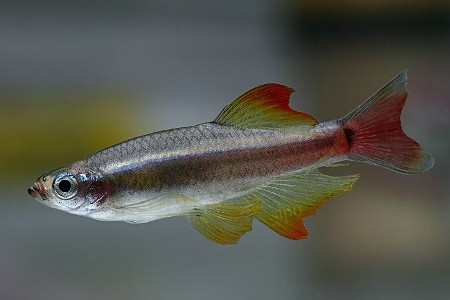 аквариумная рыбка