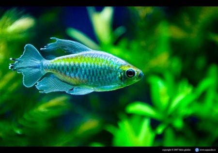 Конго аквариумная рыбка: содержание, совместимость, фото-видео обзор