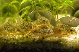 Аквариумные рыбки сомики: коридорасы и самые маленькие сомики
