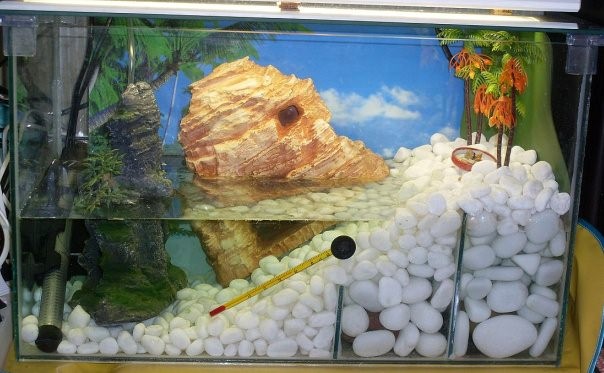 аквариум для крабов