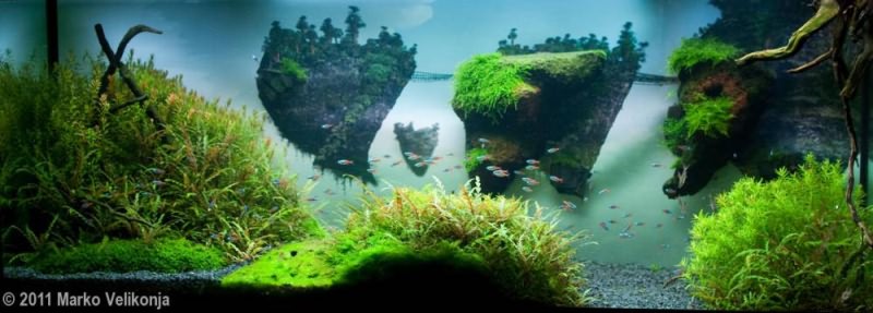 голландский аквариум фото