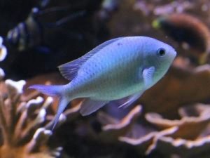 морской хромис сине-зеленый 