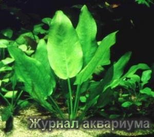 Эхинодорус Ашерсона (Echinodorus aschersonianus) Семейство Частуховые (Alismataceae).