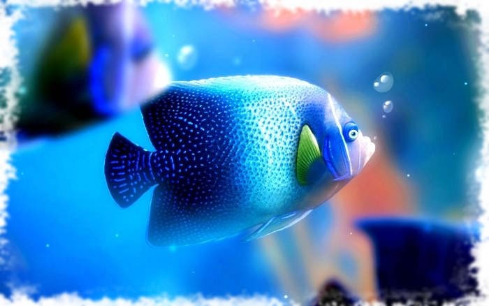 красивая аквариумная рыбка