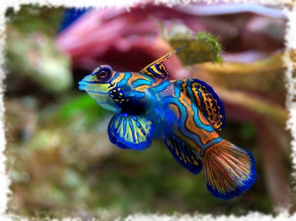 красивая аквариумная рыбка