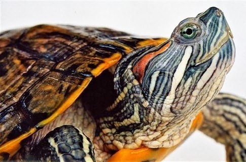 как ухаживать за морскими красноухими черепахами?