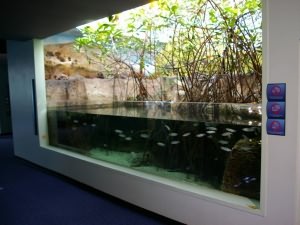 Мангровая коряга для аквариума
