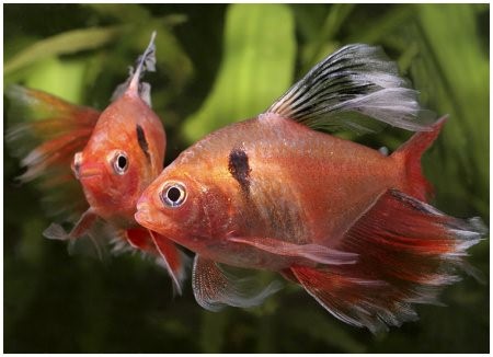 Минор аквариумная рыбка: содержание, совместимость, фото-видео обзор