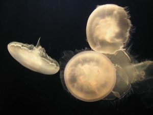 аквариумная медуза