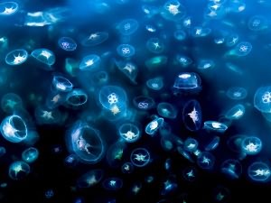 аквариумные медузы