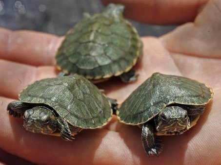 Маленькие красноухие черепахи