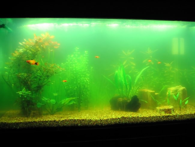 Цветение воды в аквариуме.