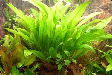 Неприхотливые аквариумные растения3