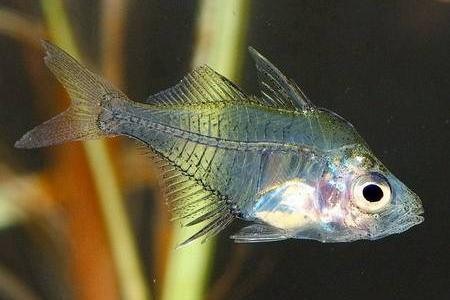 рыбка с необычной внешностью