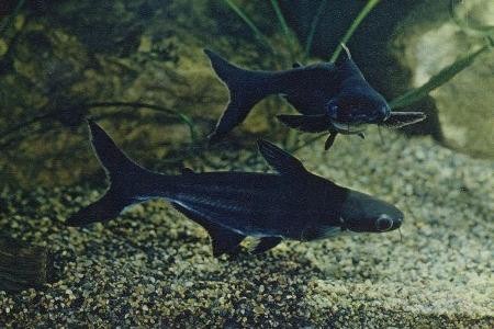 пангасиусы в аквариуме