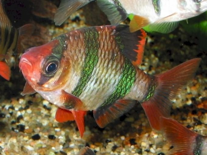 Почему рыбки выпрыгивают из аквариума