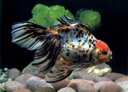 Сколько живут аквариумные рыбки