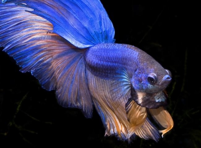 Сине-золотой петушок в аквариуме.
