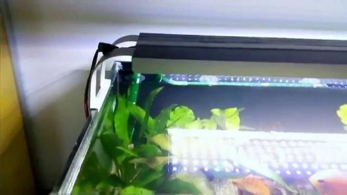 светодиодное освещение для аквариума с растениями