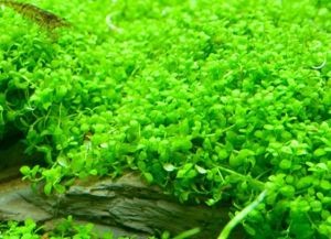 Почвопокровные растения для аквариума3