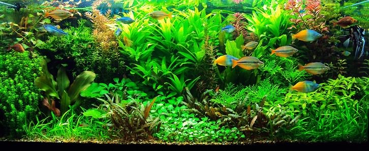 аквариум с растительностью