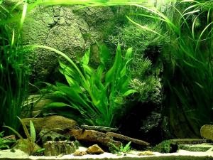 аквариумные растения для новичков